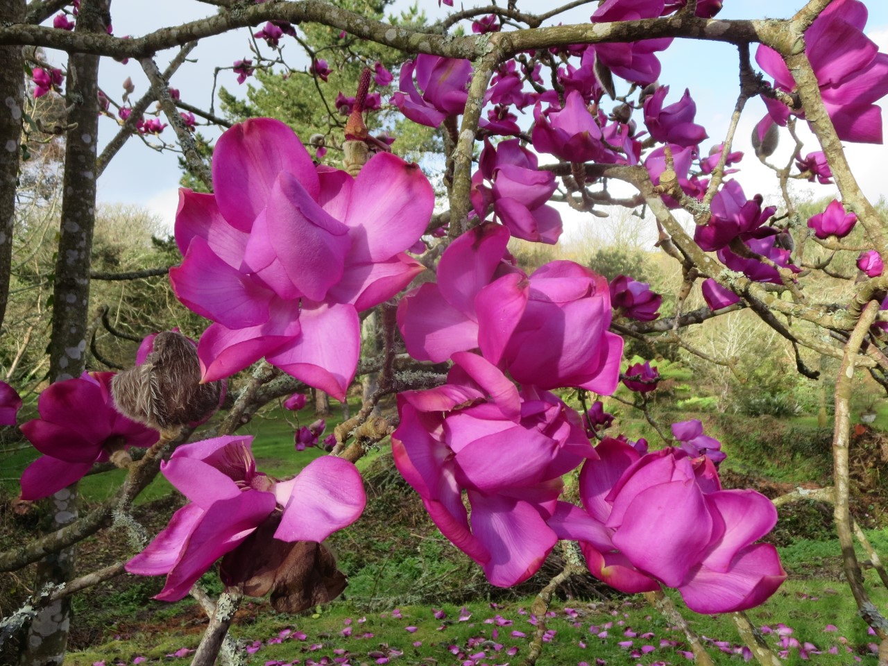 Magnolia campbellii sub species mollicomata Lanarth
